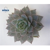 Echeveria Blue Bird Cutflower Wincx-10cm