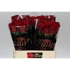 Rosa Gr Red Naomi Drf