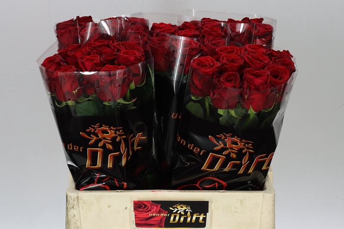 Rosa Gr Red Naomi Drf