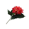 Dahlia Spider Cerise FL440043CER