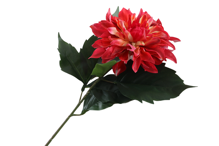 <h4>Dahlia Spider Cerise</h4>