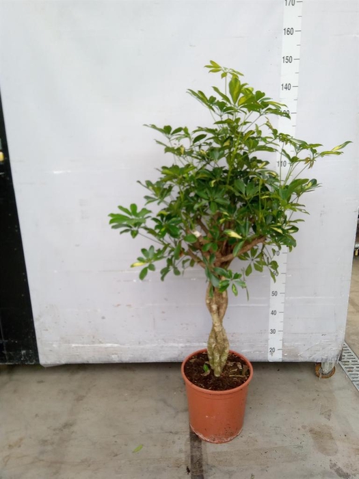 <h4>Schefflera arbor. 'Compacta'</h4>