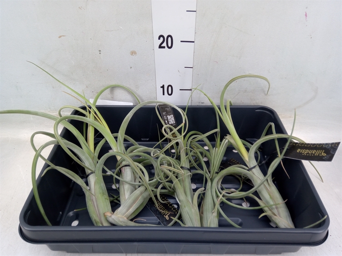 <h4>Tillandsia</h4>