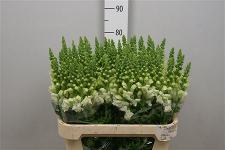 <h4>Antirrhinum majus 'Poto Ivory'</h4>