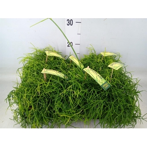 Rhipsalis baccifera 'Oasis'