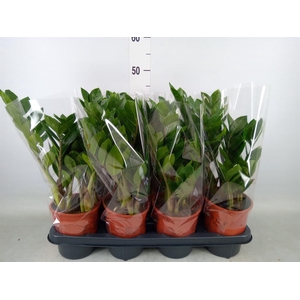 Zamioculcas zamiifolia