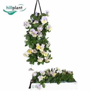 VIO WI DP LA BL SHAD