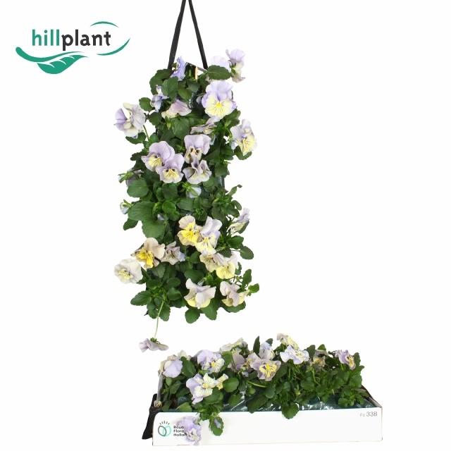 <h4>VIO WI DP LA BL SHAD</h4>