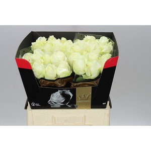 Rosa Gr Avalanche Bern Ex