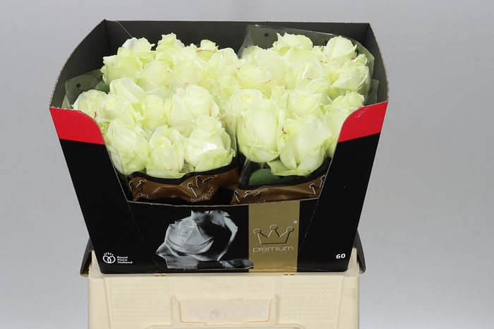 <h4>Rosa Gr Avalanche Bern Ex</h4>