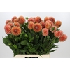 Dahlia Cornel Bronze