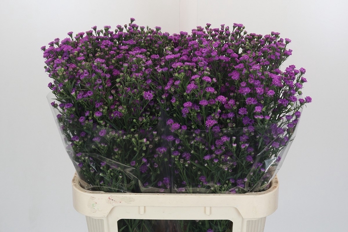 <h4>Aster Baby Pink</h4>