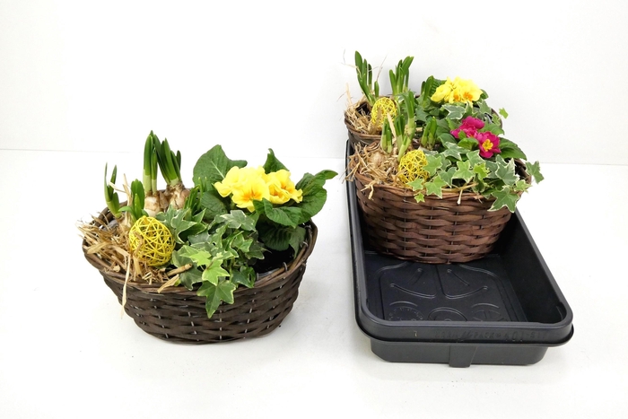 <h4>ARR TUINPLANTEN</h4>