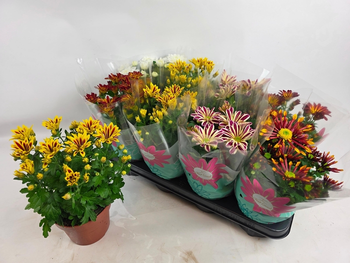 <h4>CHRYS GEM 5 KL</h4>