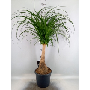 Beaucarnea recurvata