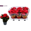 Begonia elat. DU 'Move2Joy Pink'