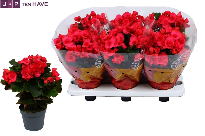 Begonia elat. DU 'Move2Joy Pink'