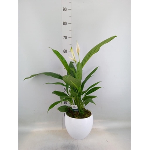 Spathiphyllum  'Bingo Cupido'