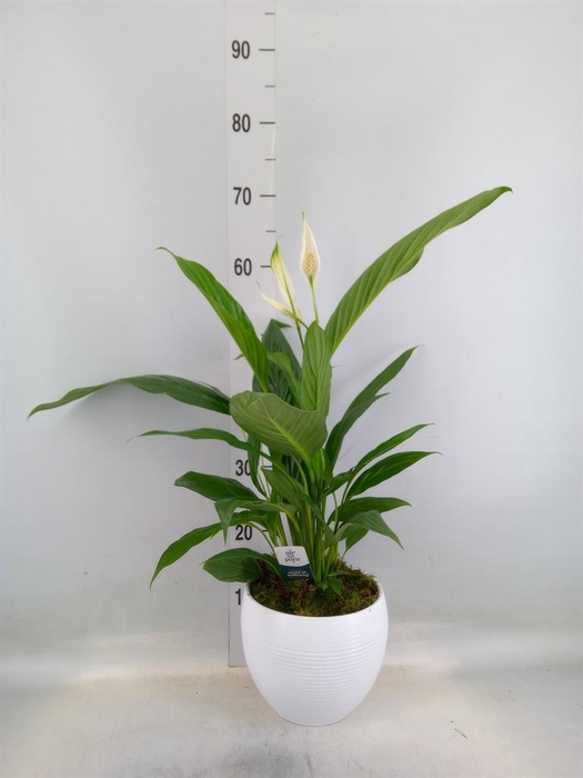 <h4>Spathiphyllum  'Bingo Cupido'</h4>