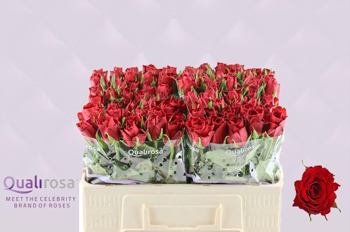 <h4>R Gr Madam Red</h4>