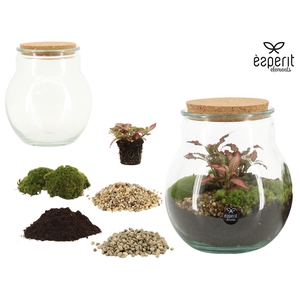 90857: DIY Terrarium arrangement