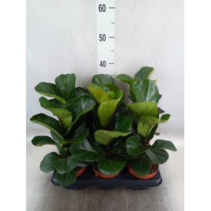 Ficus lyrata 'Bambino'