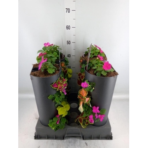 Perkplanten   ...         [Bedding]