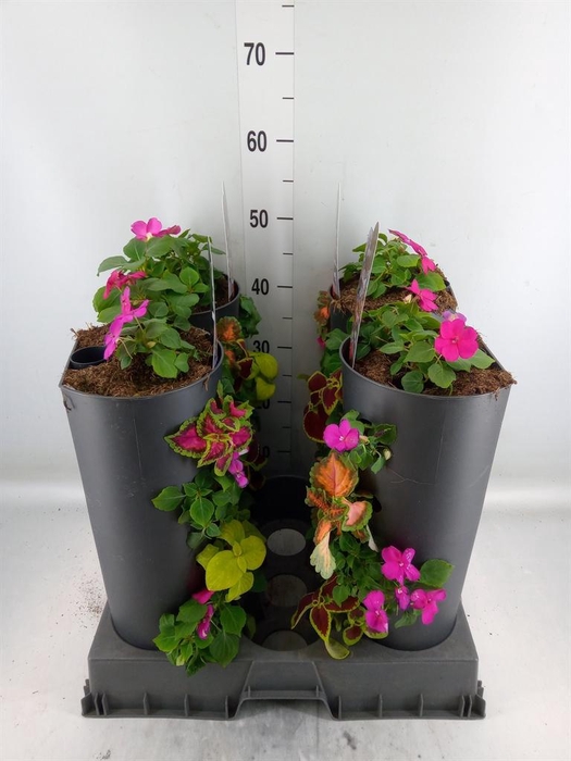 <h4>Perkplanten   ...         [Bedding]</h4>