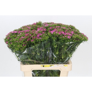 Dianthus Br Amazon Rose Magic