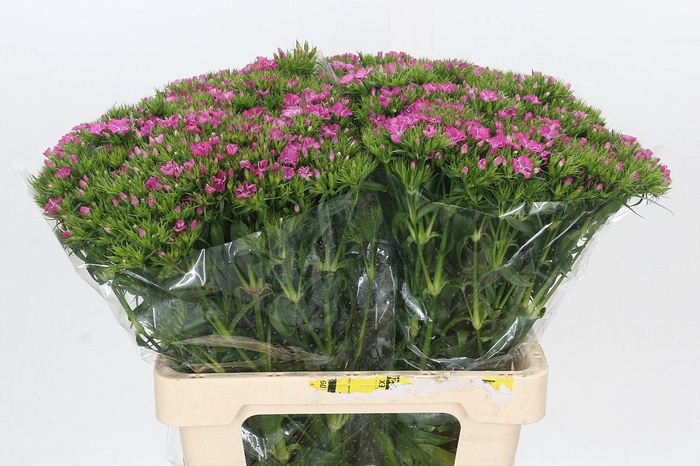 <h4>Dianthus Br Amazon Rose Magic</h4>