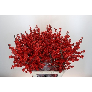 Ilex Rood