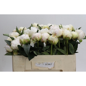 Paeonia Bowl Of Cream