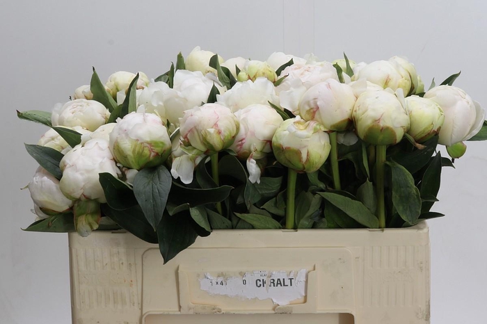 <h4>Paeonia Bowl Of Cream</h4>