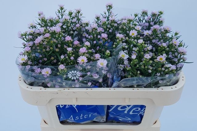 <h4>Aster Claudia</h4>