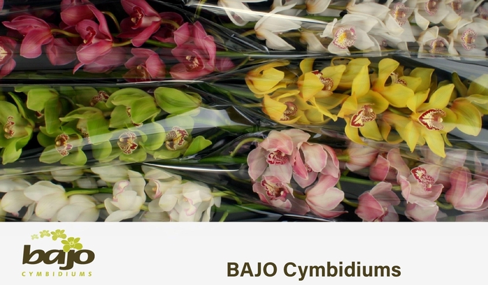 <h4>CYMB T GEM</h4>