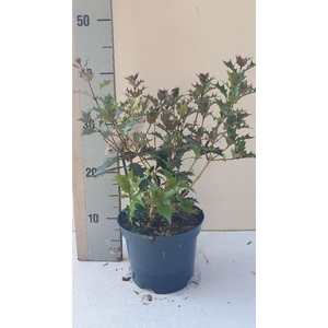 Osmanthus heterophyllus 'Purpureus'