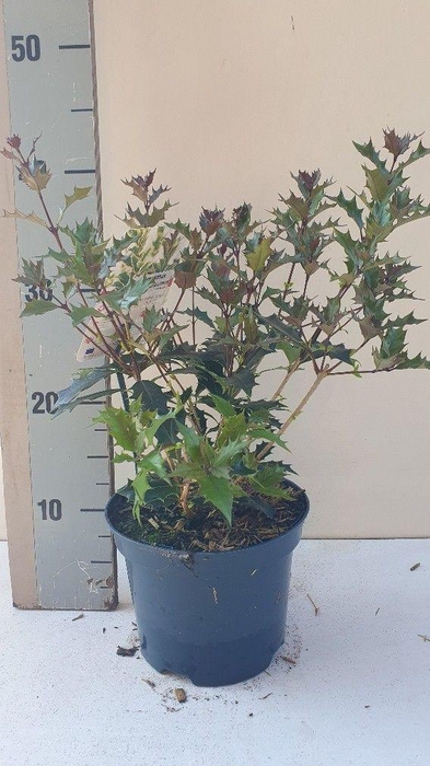 <h4>Osmanthus heterophyllus 'Purpureus'</h4>