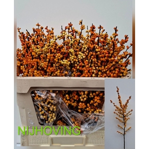 ILEX MAGICAL CRESGOLD