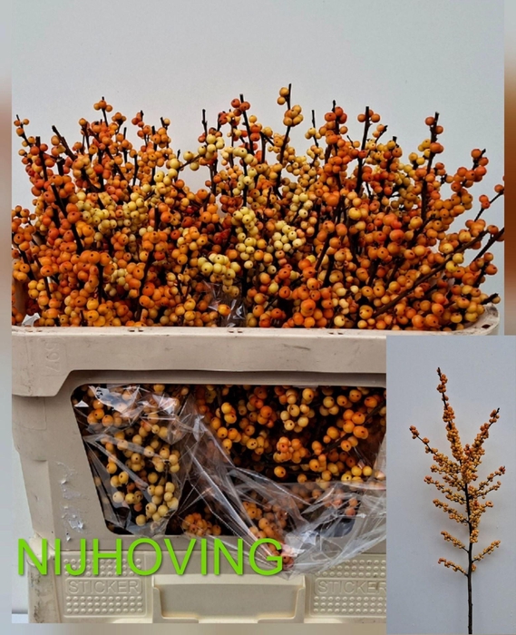 <h4>ILEX MAGICAL CRESGOLD</h4>