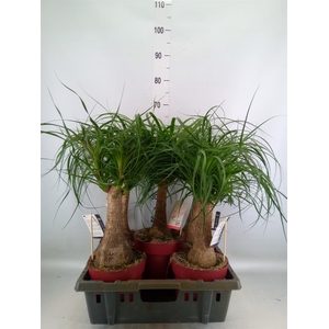 Beaucarnea recurvata