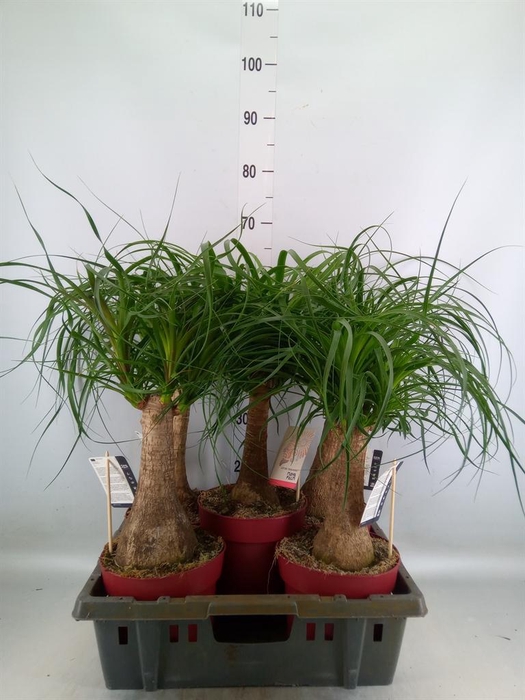 <h4>Beaucarnea recurvata</h4>