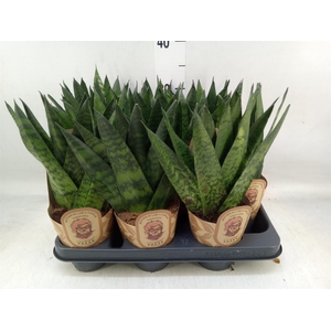 Sansevieria zeylanica
