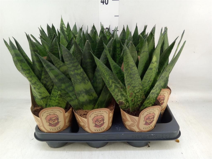 <h4>Sansevieria zeylanica</h4>
