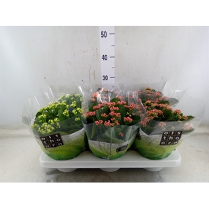 Kalanchoe blos.   ..rosebud mix  4