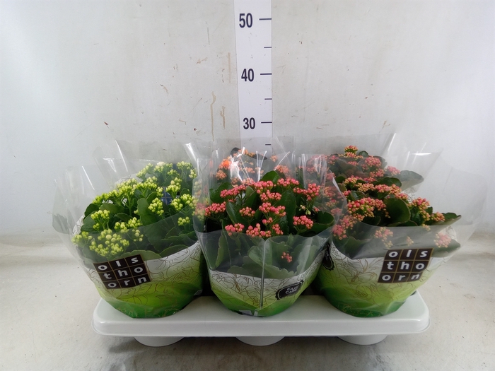 <h4>Kalanchoe blos.   ..rosebud mix  4</h4>