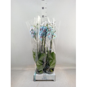 Phalaenopsis   ...