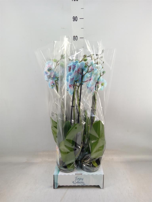 <h4>Phalaenopsis   ...</h4>