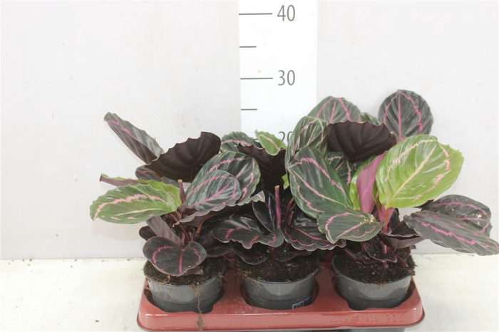 <h4>Calathea Roseapicta Dottie</h4>