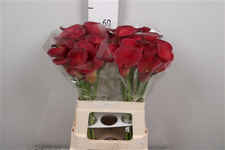 <h4>Zant Ov D.rood</h4>