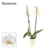 Phalaenopsis 2 tak 16+ wit in Carly wit mat(Deco-collection)